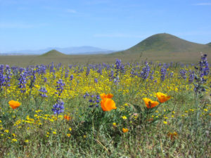 Organic Facialist is inspired by the natural beauty of San Luis Obispo, especially its poppies and lupines!